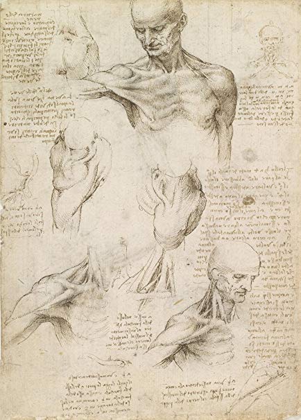 Anatomical studies Image public domain