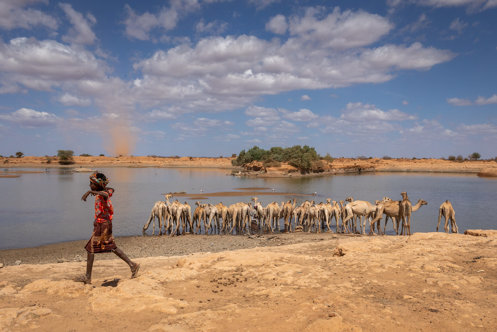 Drinking camels Image UNICEF Ethiopia Flickr